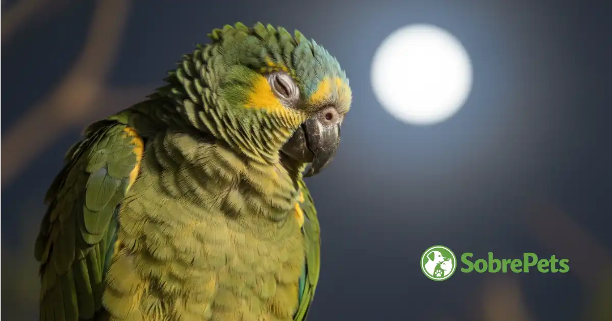 Por que o Sono Ininterrupto é o Maior Aliado da Saúde das Aves Domésticas